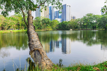 Tree beside the pond in the park with reflection of building in the city - Powered by Adobe