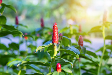 Red flower of herbal  in the garden 
