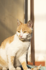 Kitty enjoying sunlight and looking at something