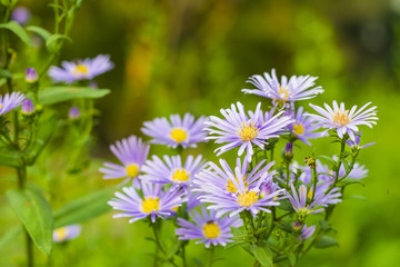 Violet flower in the park with sun light