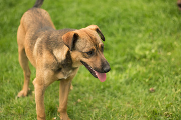 Cute stray dog standing in grass, holding mouth open and tongue stick out