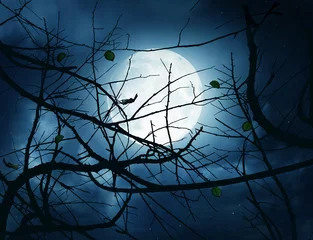 Deurstickers Nocturne with Full Moon and Branches © vali_111