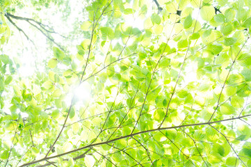 光あふれる新緑