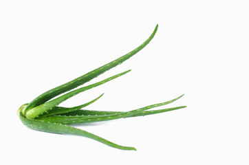 aloe vera plant on white background