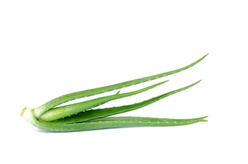 aloe vera plant on white background