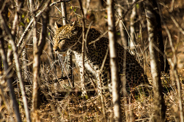 Leopard between the trees