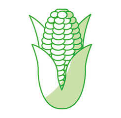 corn fresh vegetable icon vector illustration design