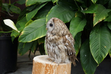 ふくろう左向き