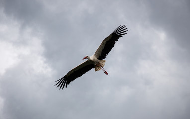 Flying Stork