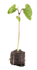 Seedling of Hyacinth Bean (Dolichos lablab) isolated on white background