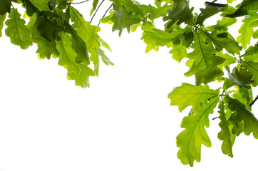 Background of oak leaves on white isolated background