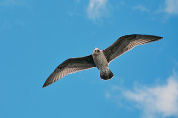 Obraz premium Que miras?