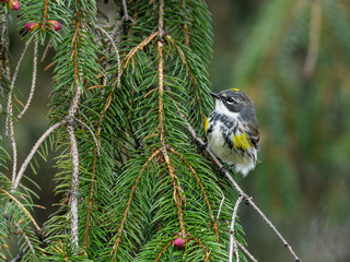Yellow-rumped Warbler  Perched on Pine Tree