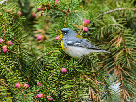 Northern Parula Warbler