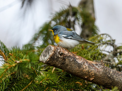 Northern Parula Warbler