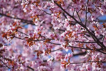 北海道の桜の写真