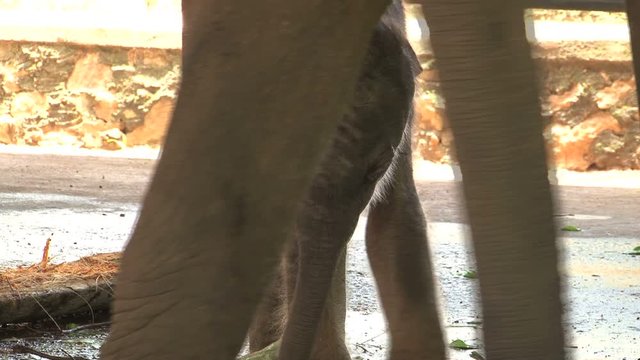 Pinnawela Elephant Orphanage, Sri Lanka, baby elephant