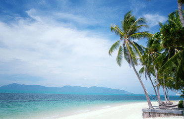 Coconut palm tree on sunshine and sandy beach and tropical sea at Samui Island,soft and blurry background