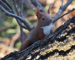 Fototapeta premium Squirrel red cute at the tree climbing up side view