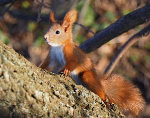 Naklejka na ściany i meble Squirrel red cute at the tree climbing up and looking at camera