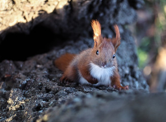 Squirrel red cute at the tree climbing up and looking at camera top view