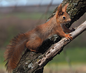 Squirrel red at the tree climbing