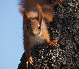 Squirrel red at the tree climbing down and looking at the camera