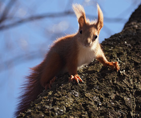 Naklejka na ściany i meble Squirrel red at the tree climbing down and looking on the camera