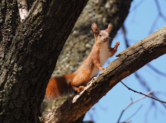 Squirrel red cute at the tree climbing up and saying hello