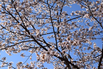 北海道の桜の写真