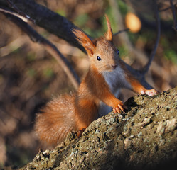 Naklejka na ściany i meble Squirrel red cute at the tree climbing up and looking at the camera