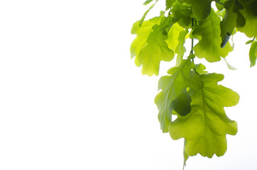 Oak branch with leaves on white isolated background