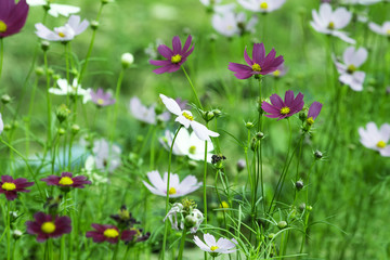 cosmos flower in the field