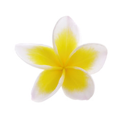 Fototapeta premium Plumeria flowers isolated on white background