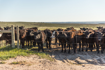 Obraz premium Cows Gathered Near Fence