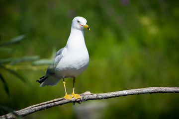 Perched Seagull