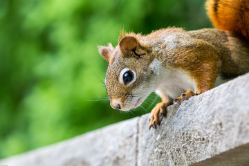 Squirrel about to jump