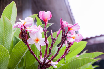 Plumeria flower in rainy season