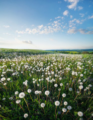 Field with flowers in the spring time. Beautiful natural landscape