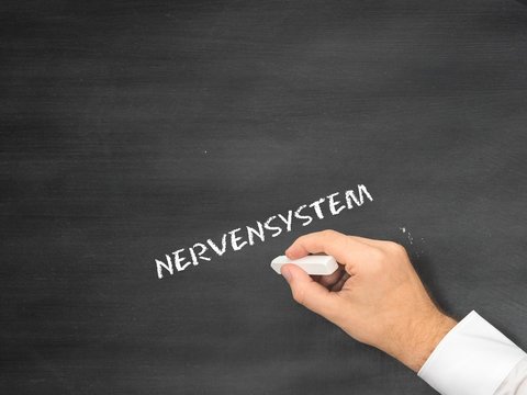 Nervensystem