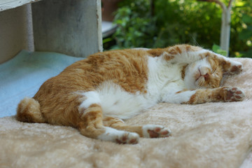 眠る茶猫