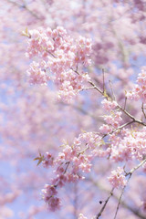 Wild Himalayan Cherry flower (Prunus cerasoides), at Chiang Mai, Thailand.