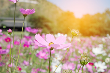Obraz na płótnie Canvas garden of pink daisy flowers with sunlight