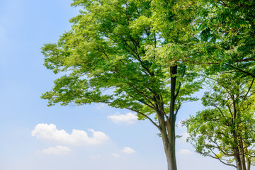 新緑の木々と青空と雲