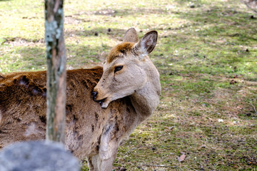 Deer in Nara Park is a public park located in city of Nara, Japan at foot of Mount Wakakusa, established in 1300s and one of the oldest parks in Japan, the park is under the control of Nara Prefecture