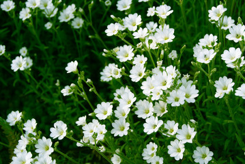 Shrub with small white flowers