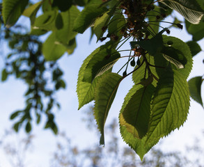 Green leaves during sunrise