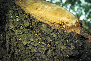 Old wood background