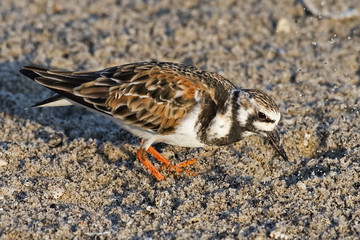 Ruddy Turnstone