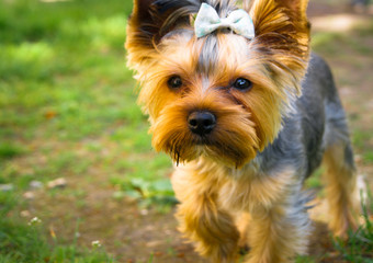 Yorkshire terrier dog walking on the green grass